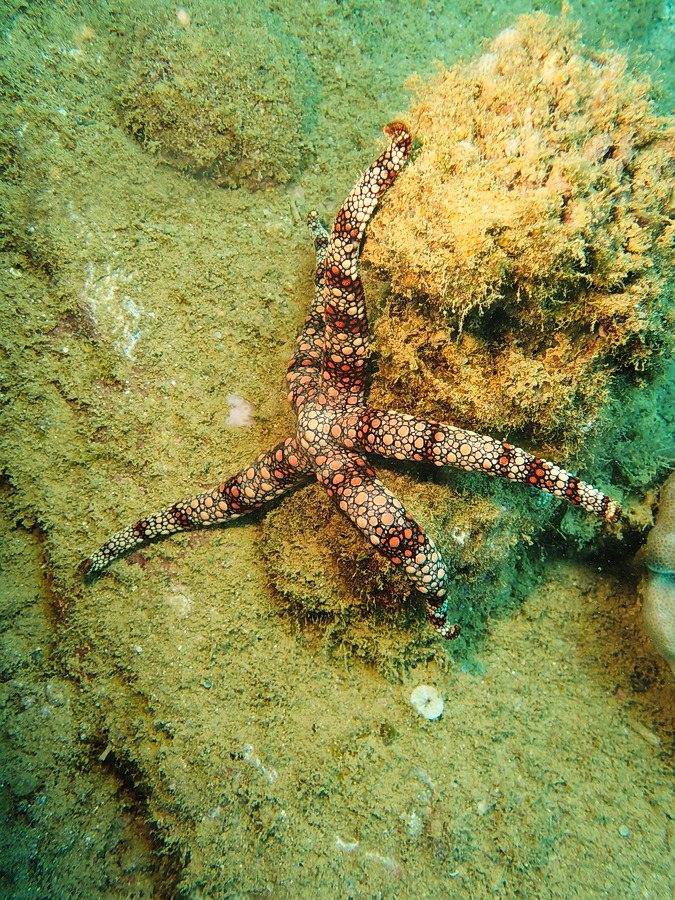 Nardoa gomophia