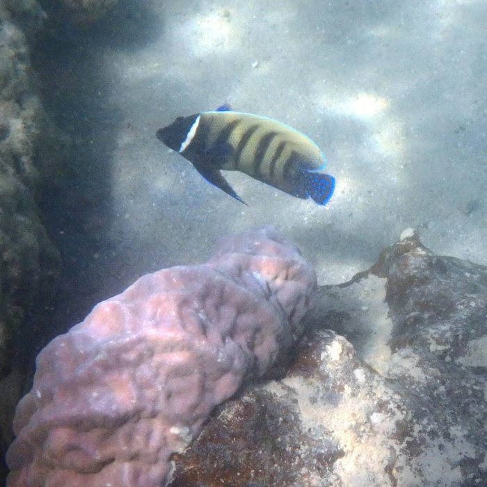 Pomacanthus sexstriatus