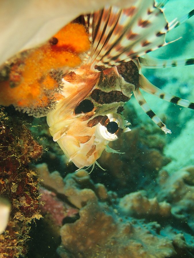 Dendrochirus zebra