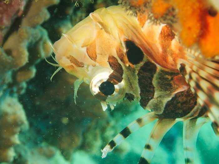 Dendrochirus zebra