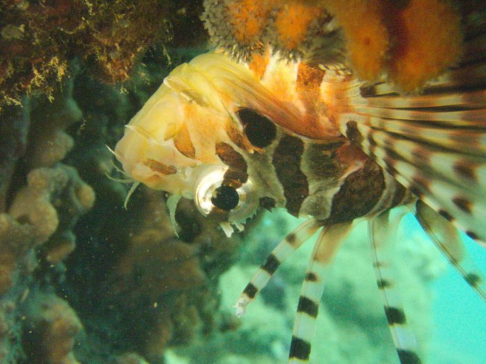Dendrochirus zebra