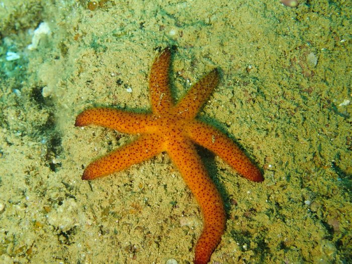 Echinaster luzonicus