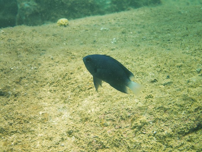 Poisson-demoiselle