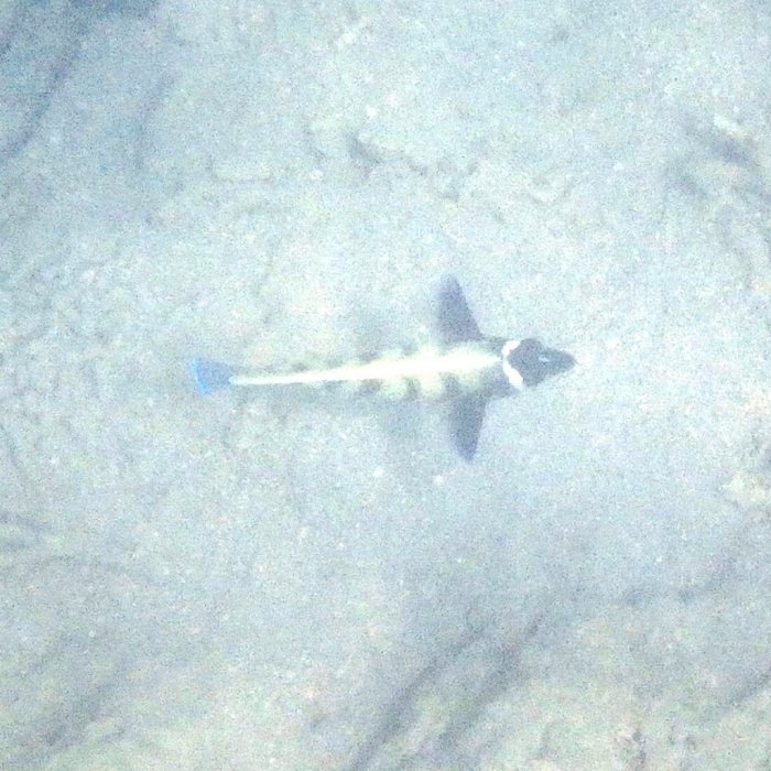 Pomacanthus sexstriatus