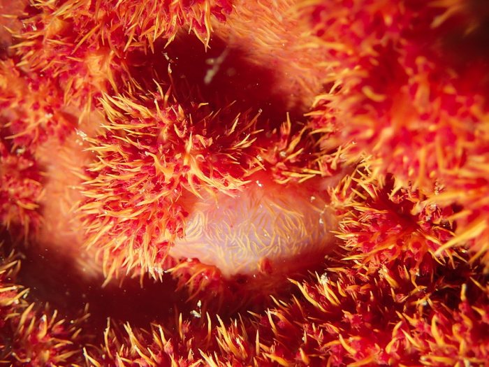 Dendronephthya sp.