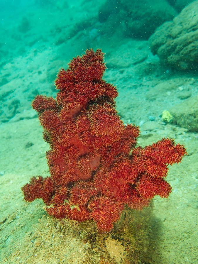 Dendronephthya sp.