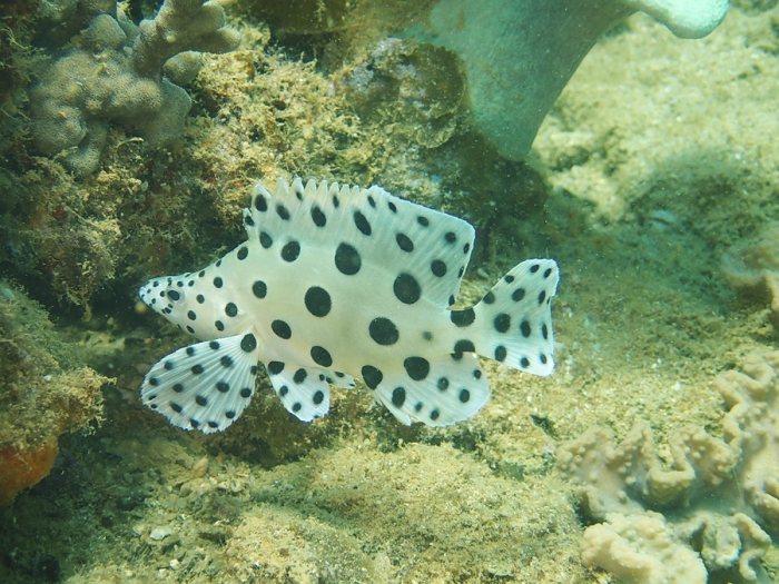 Cromileptes altivelis