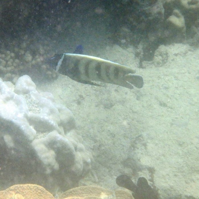 Pomacanthus sexstriatus