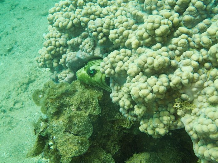 Arothron manilensis