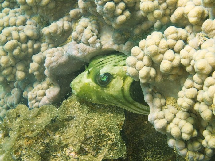 Arothron manilensis