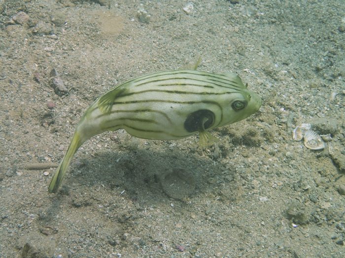 Arothron manilensis