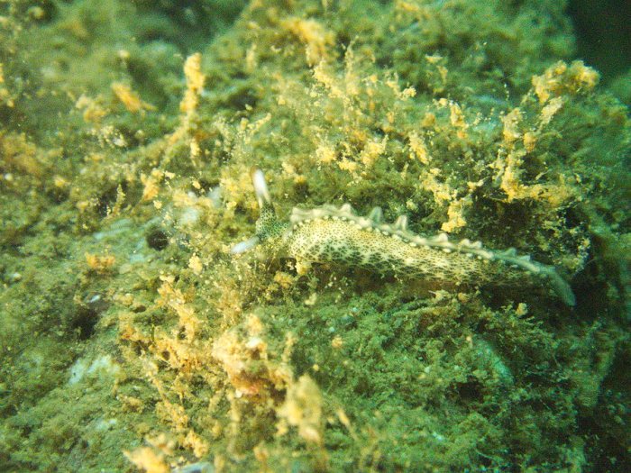 Thuridilla carlsoni