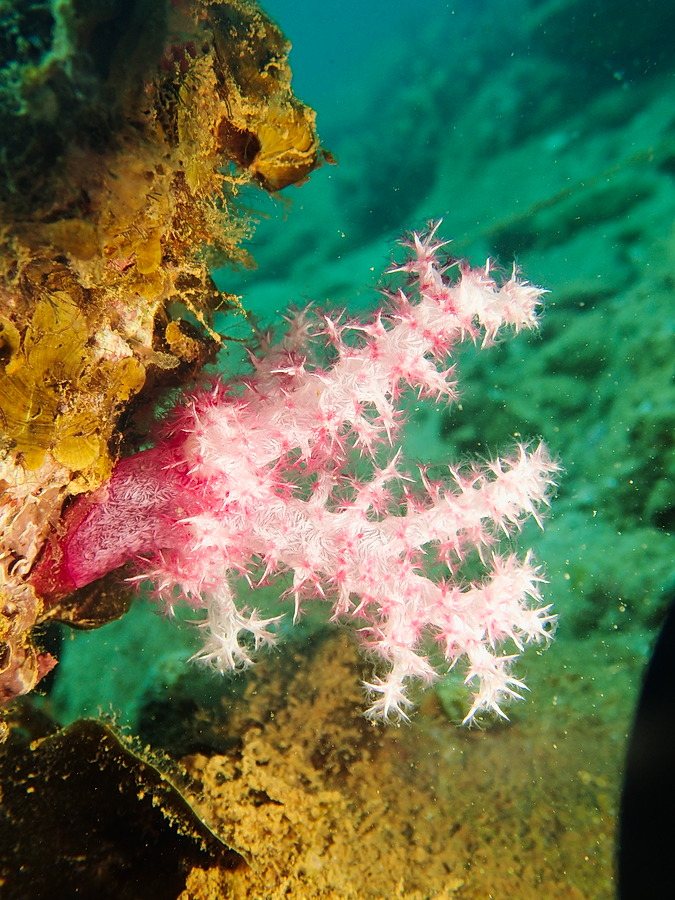 Dendronephthya sp.