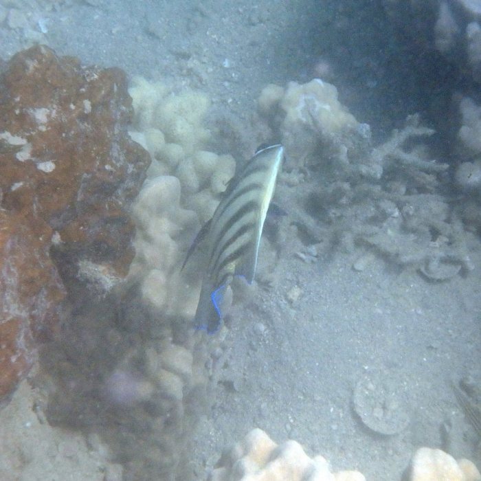 Pomacanthus sexstriatus