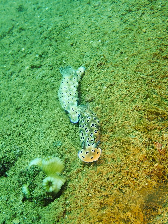 Hypselodoris tryoni