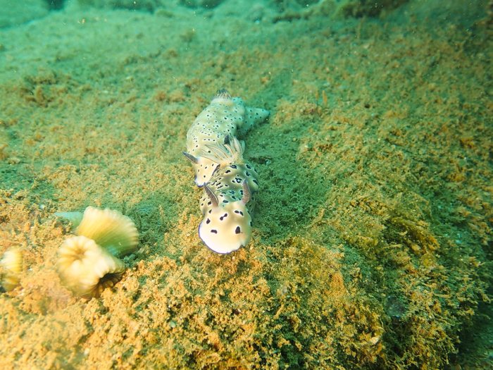 Hypselodoris tryoni