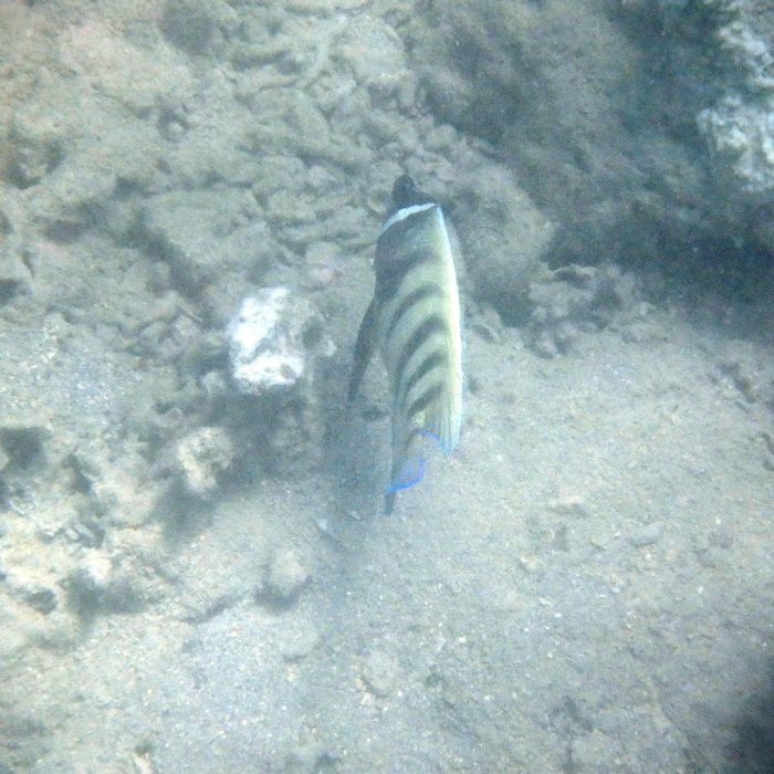 Pomacanthus sexstriatus