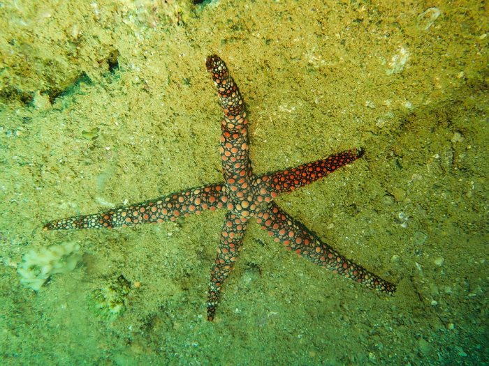 Nardoa gomophia