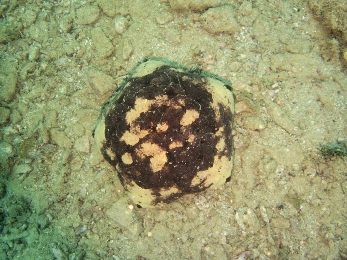 Culcita novaeguineae