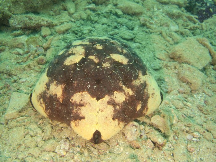 Culcita novaeguineae
