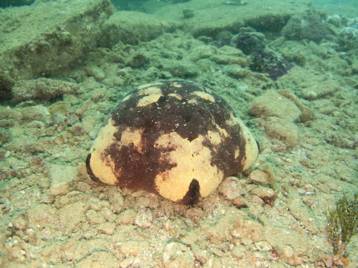 Culcita novaeguineae