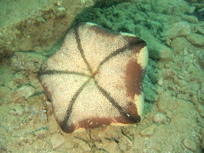 Culcita novaeguineae