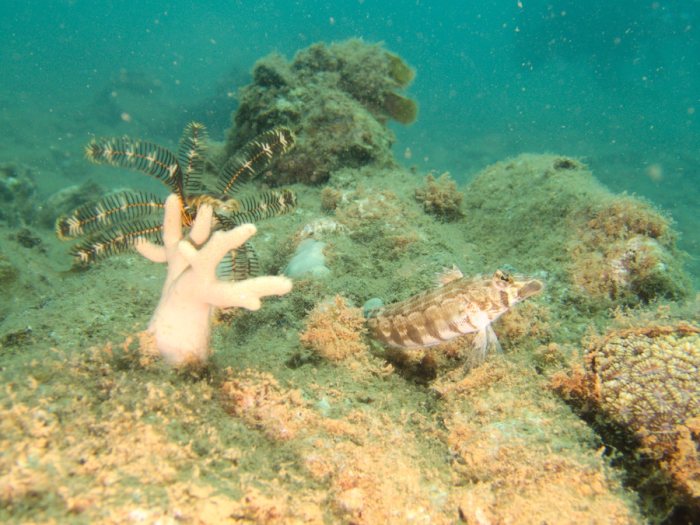 Parapercis australis