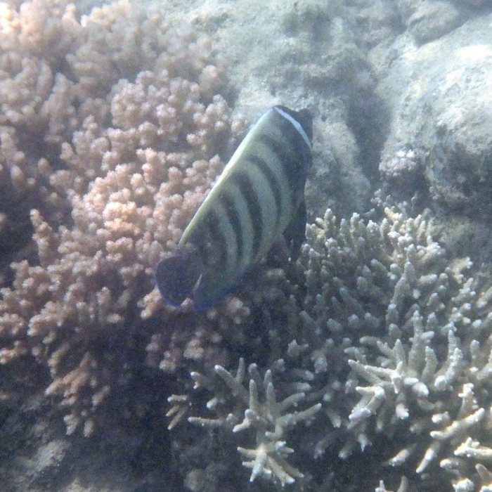 Pomacanthus sexstriatus