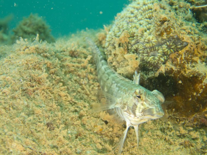 Parapercis australis
