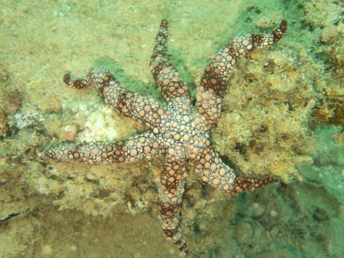 Nardoa gomophia