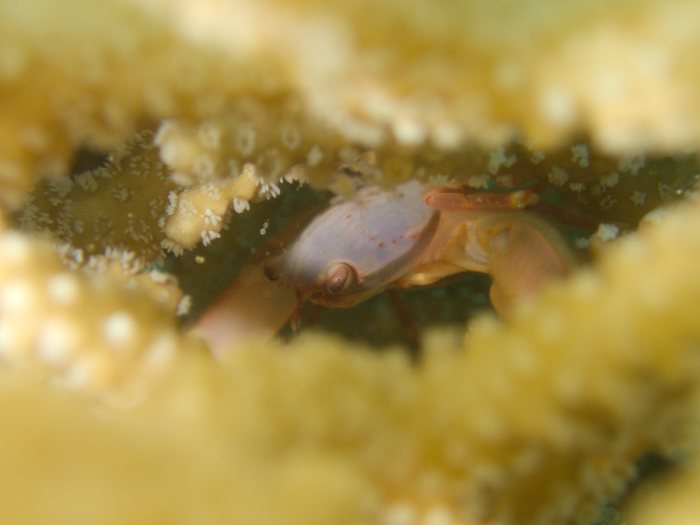 Trapezia cymodoce