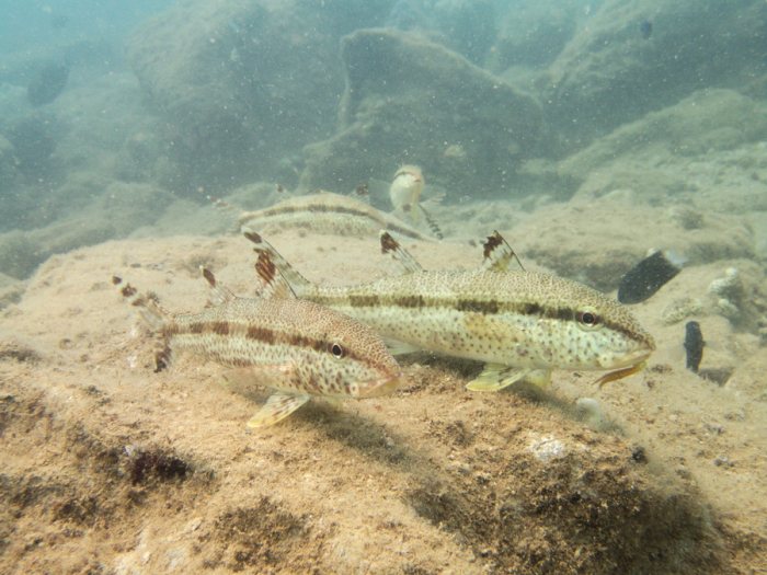 Upeneus tragula