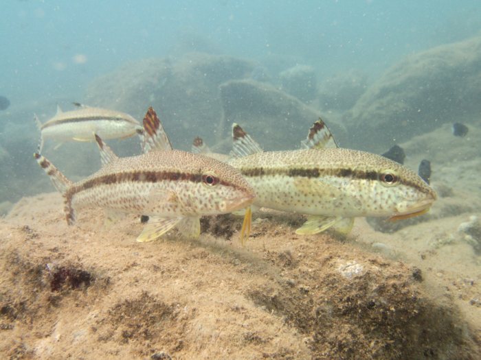 Upeneus tragula