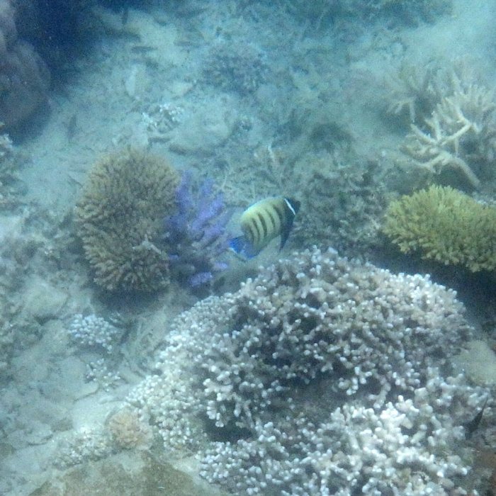 Pomacanthus sexstriatus