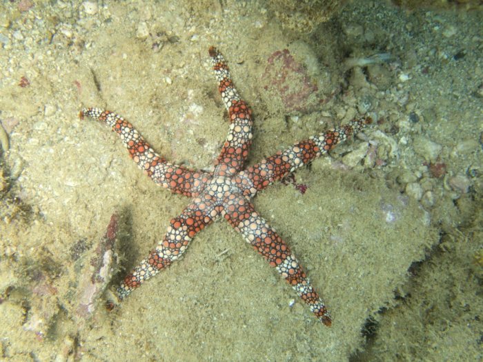 Nardoa gomophia