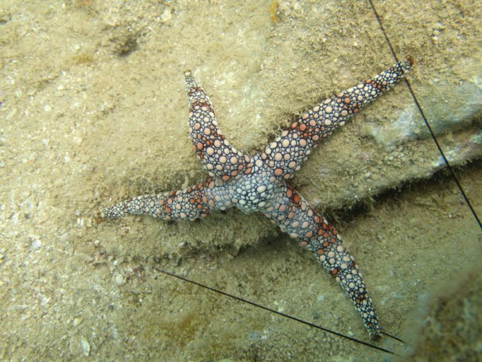 Nardoa gomophia