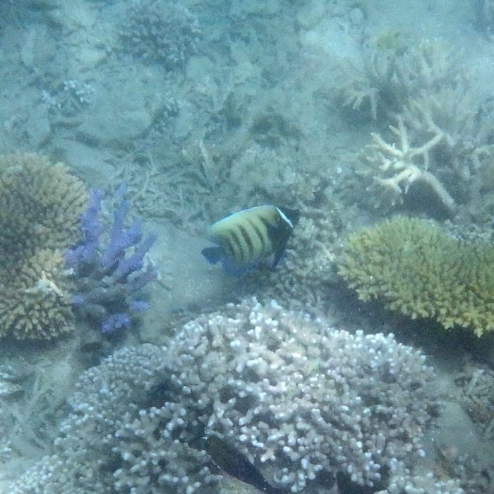Pomacanthus sexstriatus