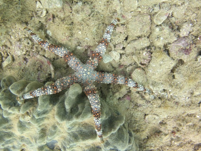 Nardoa gomophia