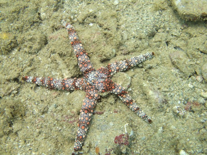 Nardoa gomophia