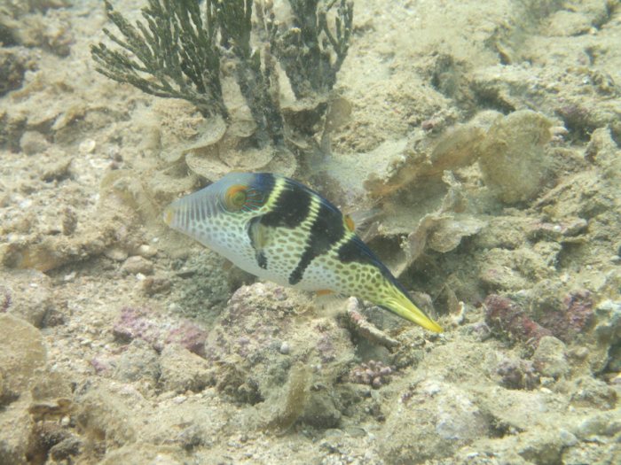 Canthigaster valentini