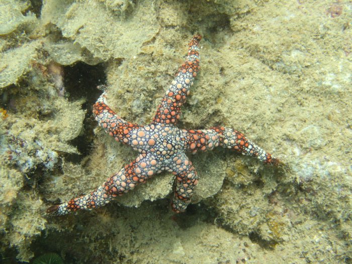 Nardoa gomophia