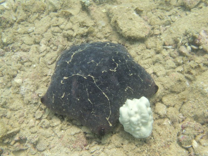 Culcita novaeguineae