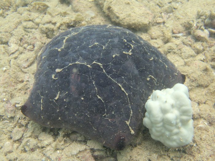 Culcita novaeguineae