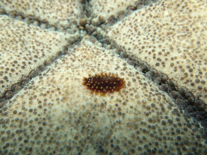 Gastrolepidia clavigera