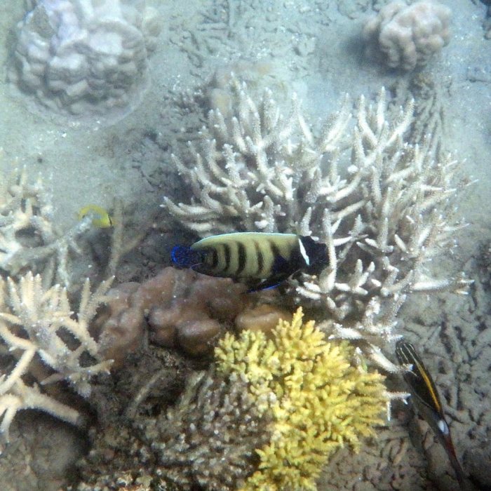 Pomacanthus sexstriatus
