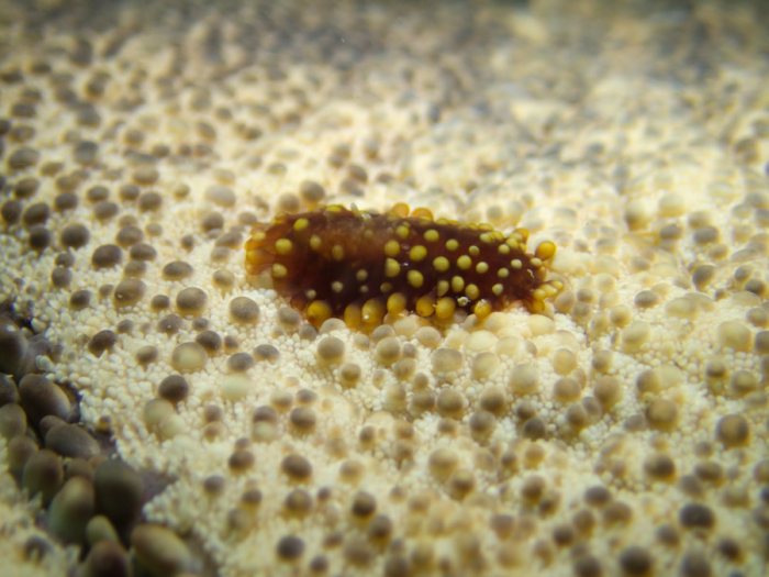 Gastrolepidia clavigera