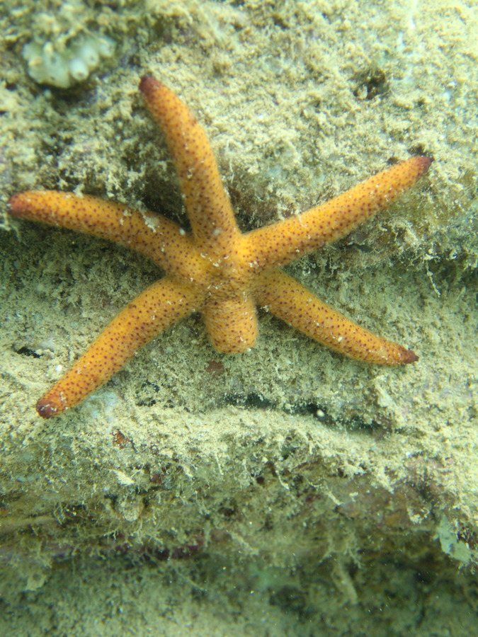 Echinaster luzonicus