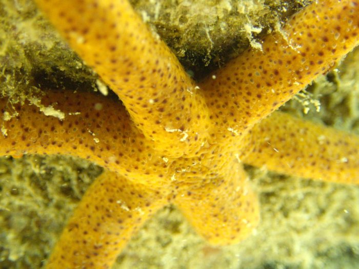 Echinaster luzonicus