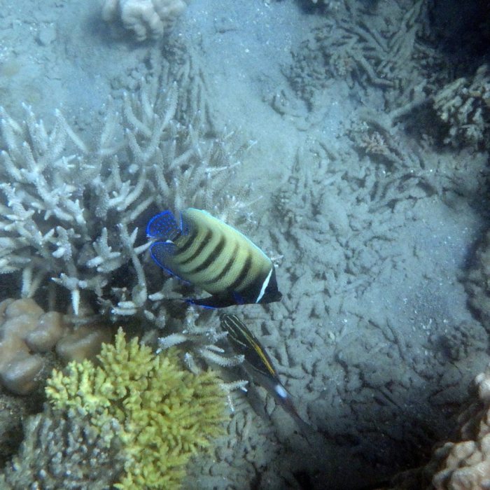 Pomacanthus sexstriatus