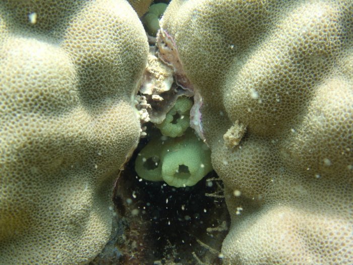 Pallusia julinea